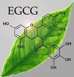 L’ECCG